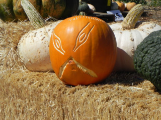 X, Best Carved Pumpkin,  Nipomo Pumpkin Patch best carving idea